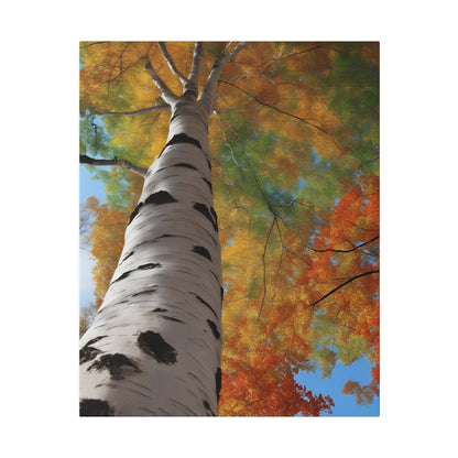 Birch in the Blaze of Fall